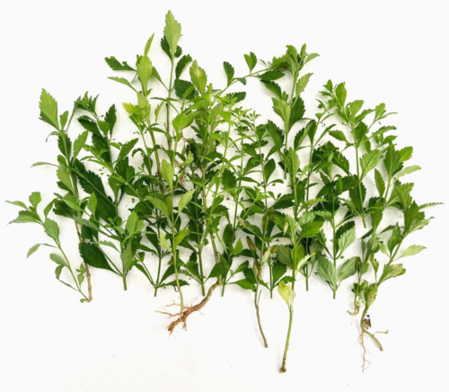 Biologische Sibi Wiri