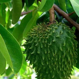 Zuurzak Thee 25 gram